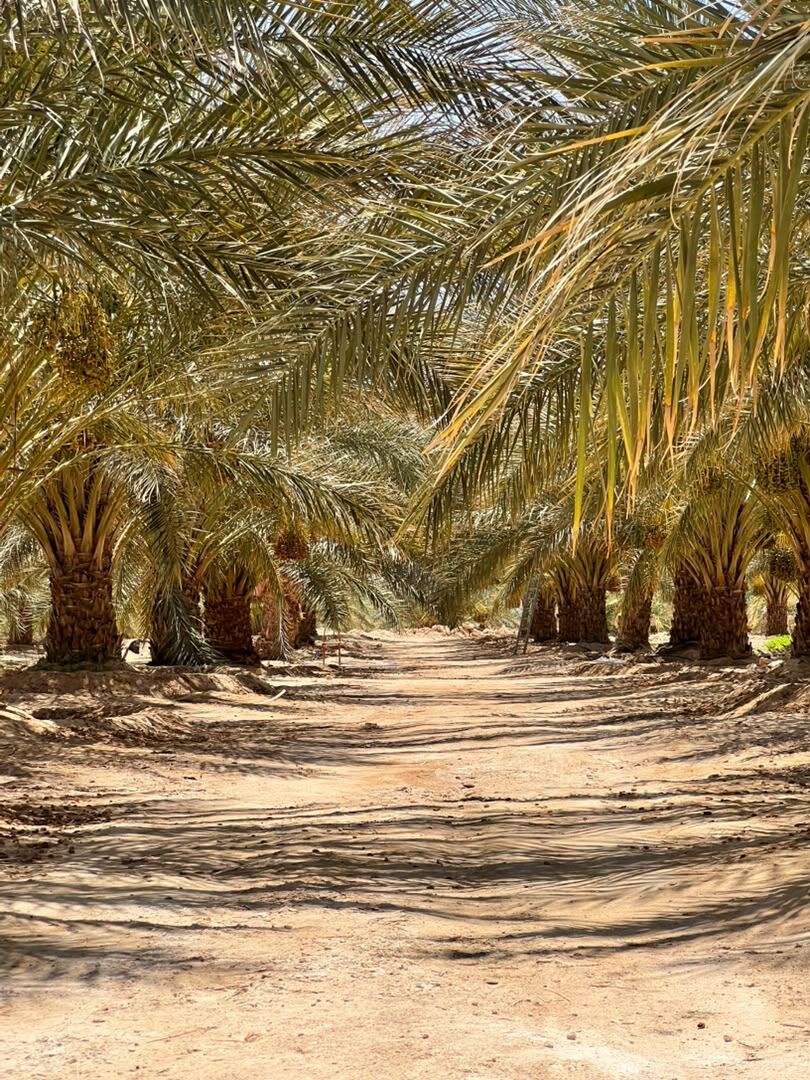 Palm grove path