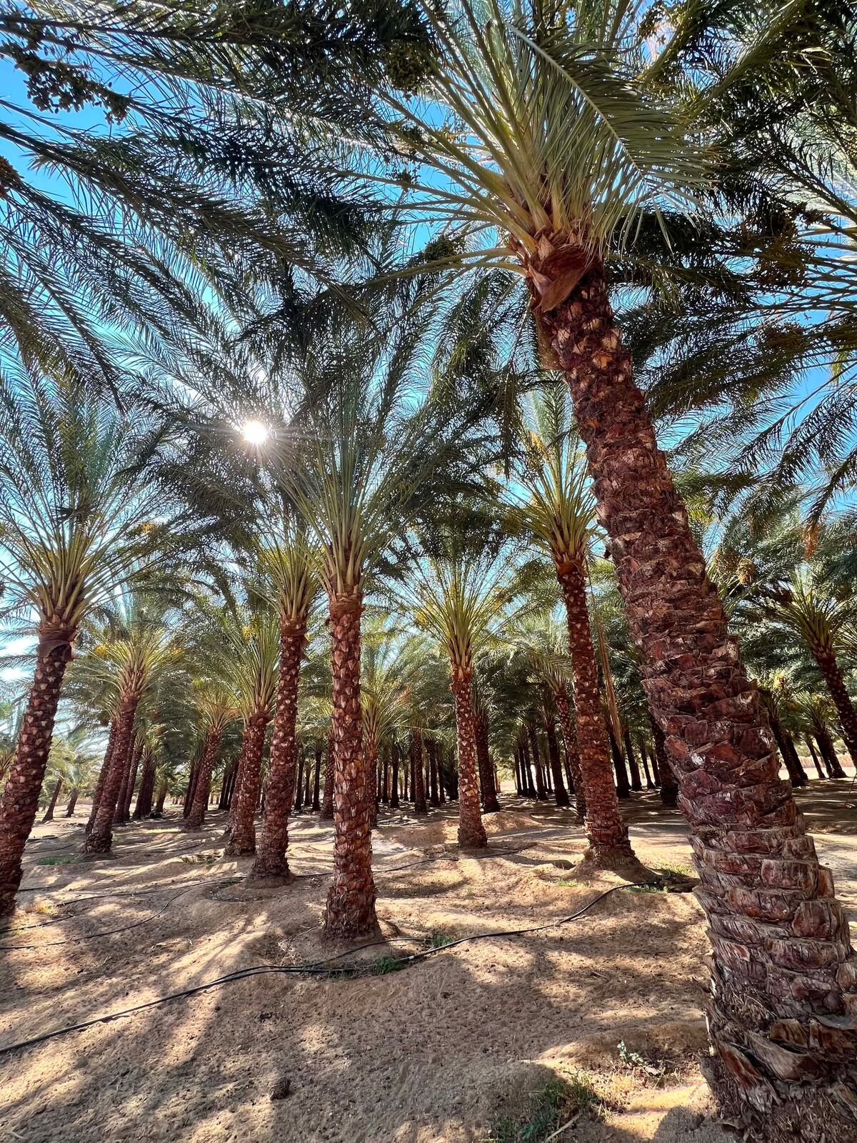 Sunburst through palm rows