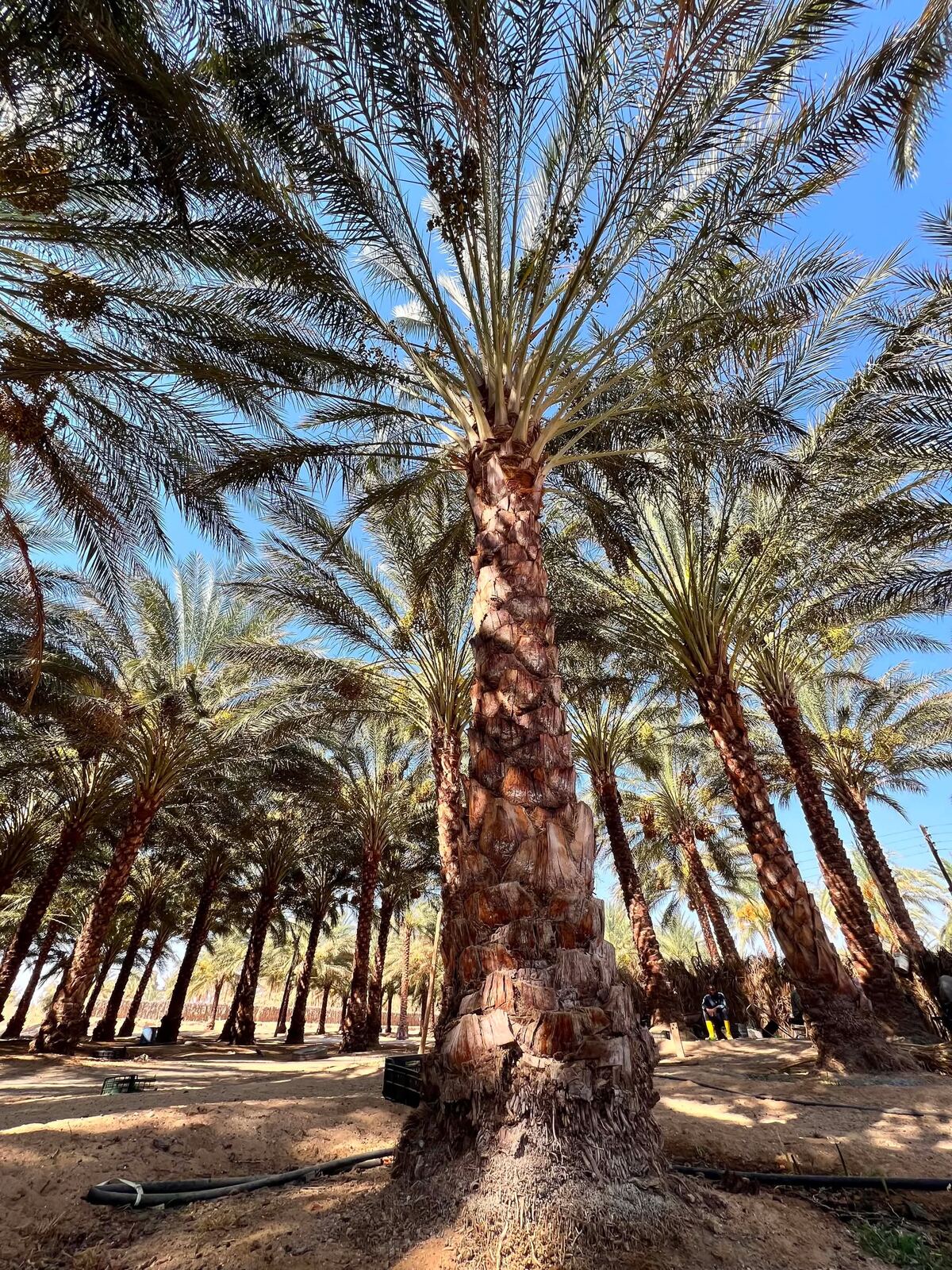 Rows of date palms