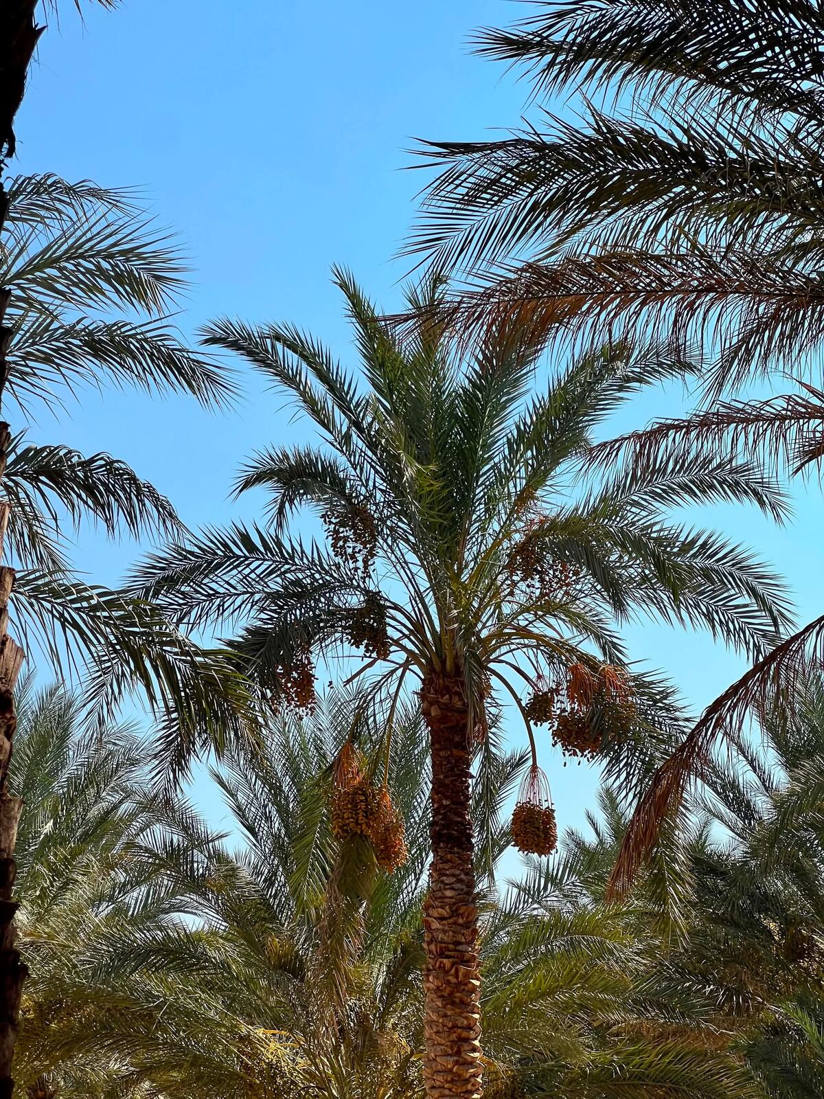 Palm grove avenue at Qinwan International