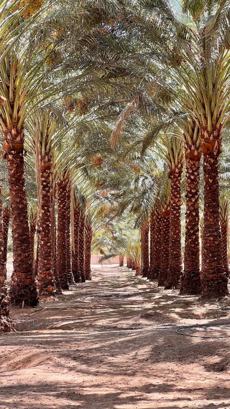 Palm grove archway