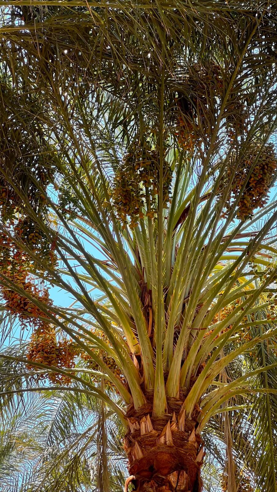Rows of palm trunks