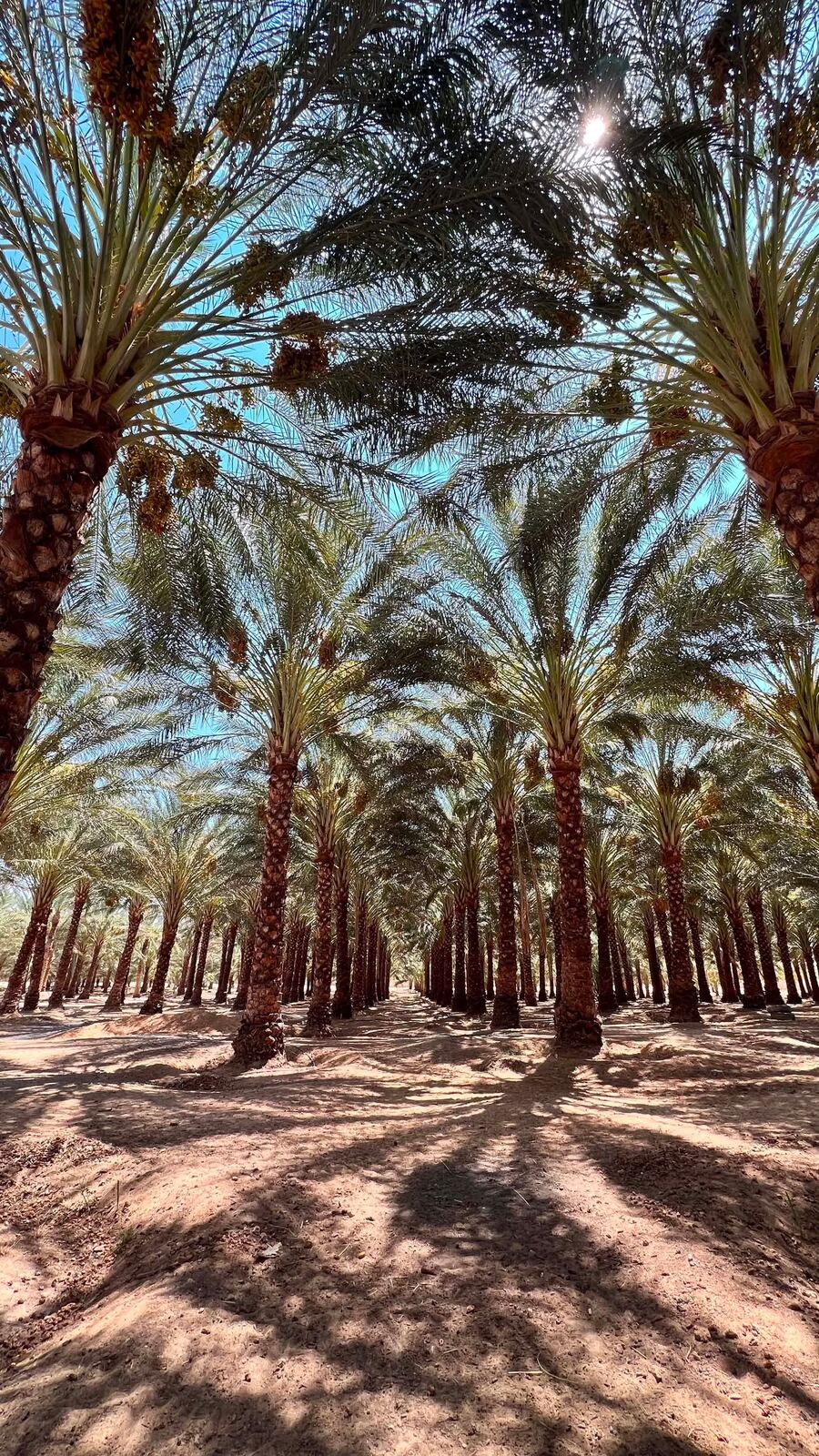 Palm grove tunnel