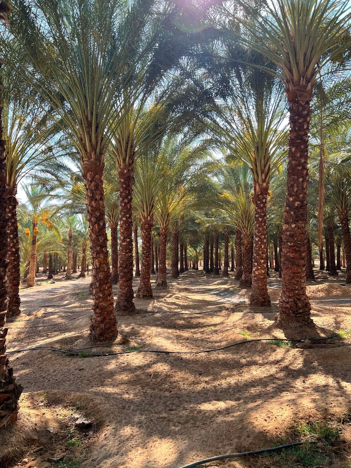 Palm canopy from below