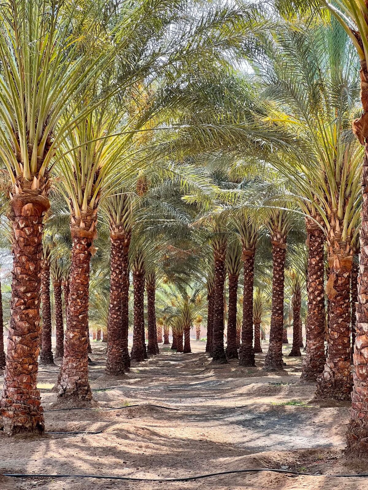 Sunlight through the palm canopy