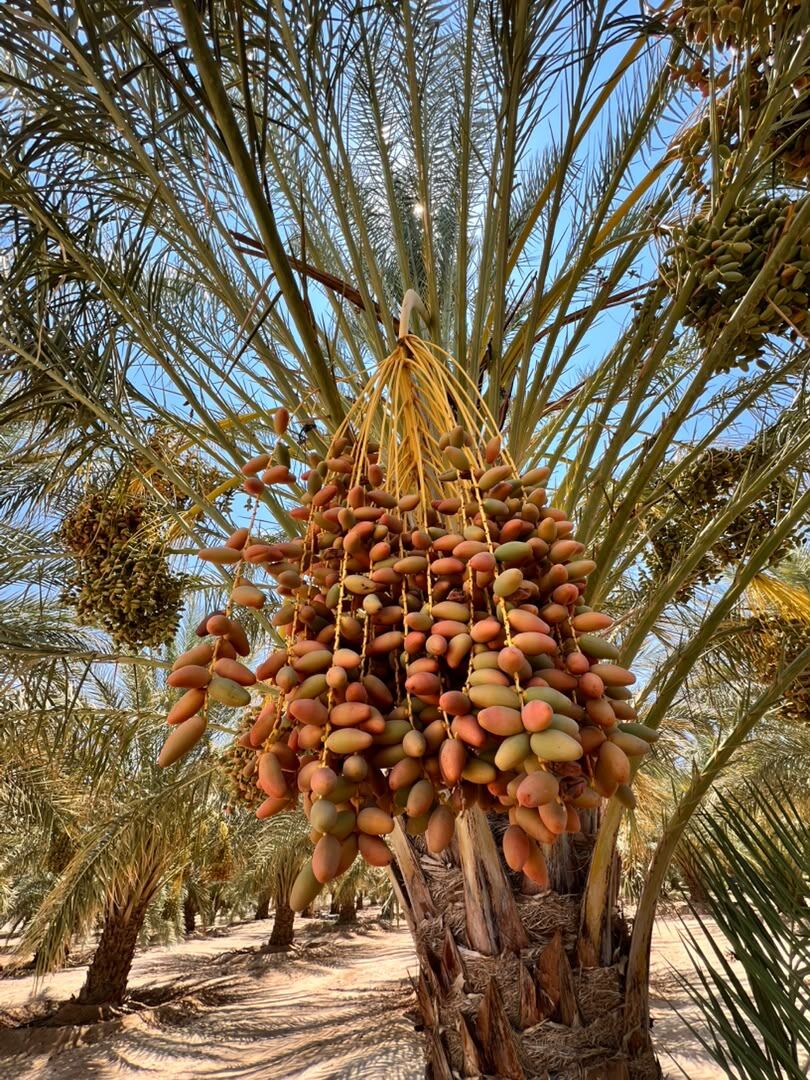 Ripening date cluster