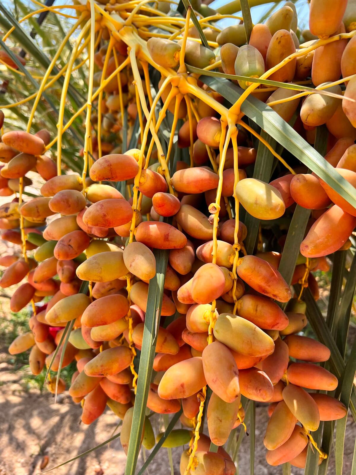 Cluster of dates close-up