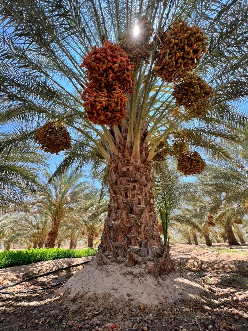 Cluster of ripe dates