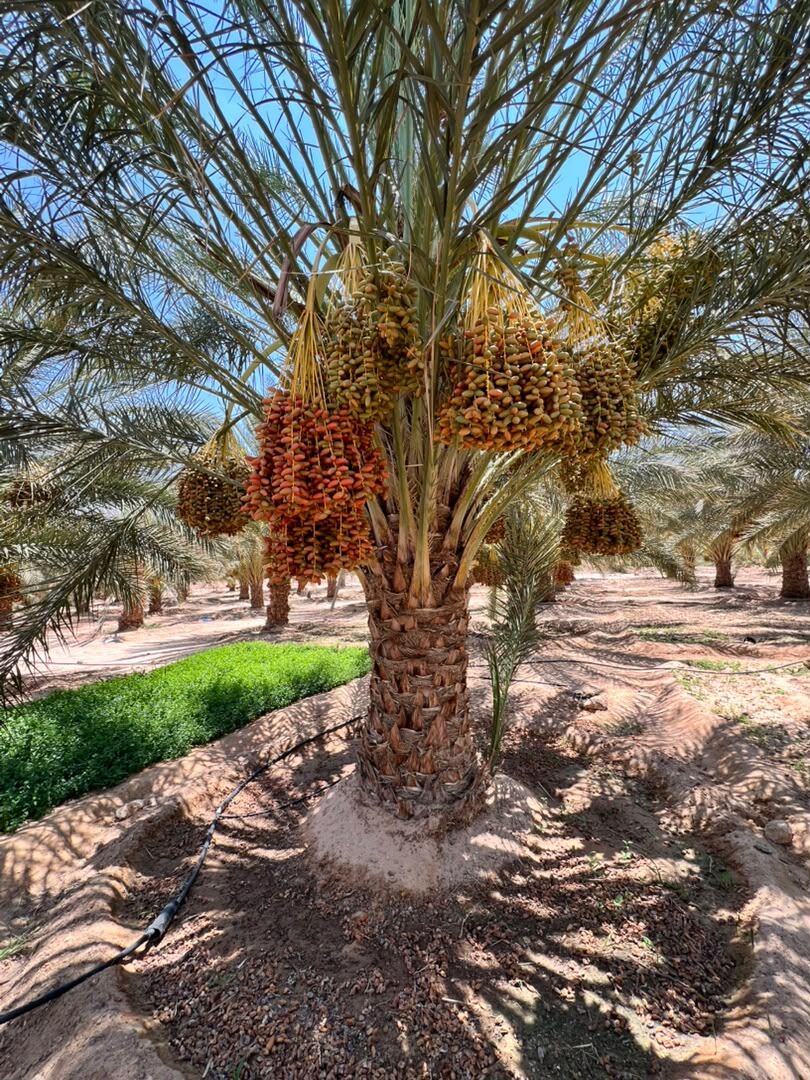 Golden date cluster