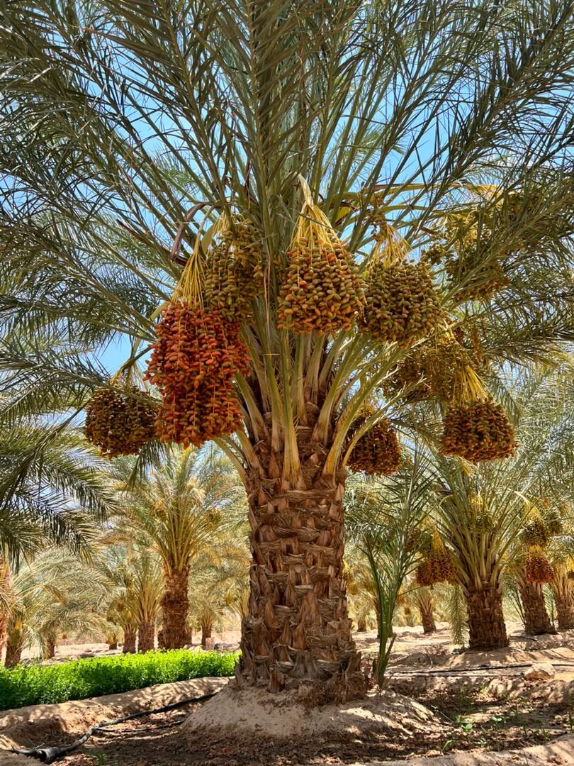Deglet Noor dates hanging on the palm