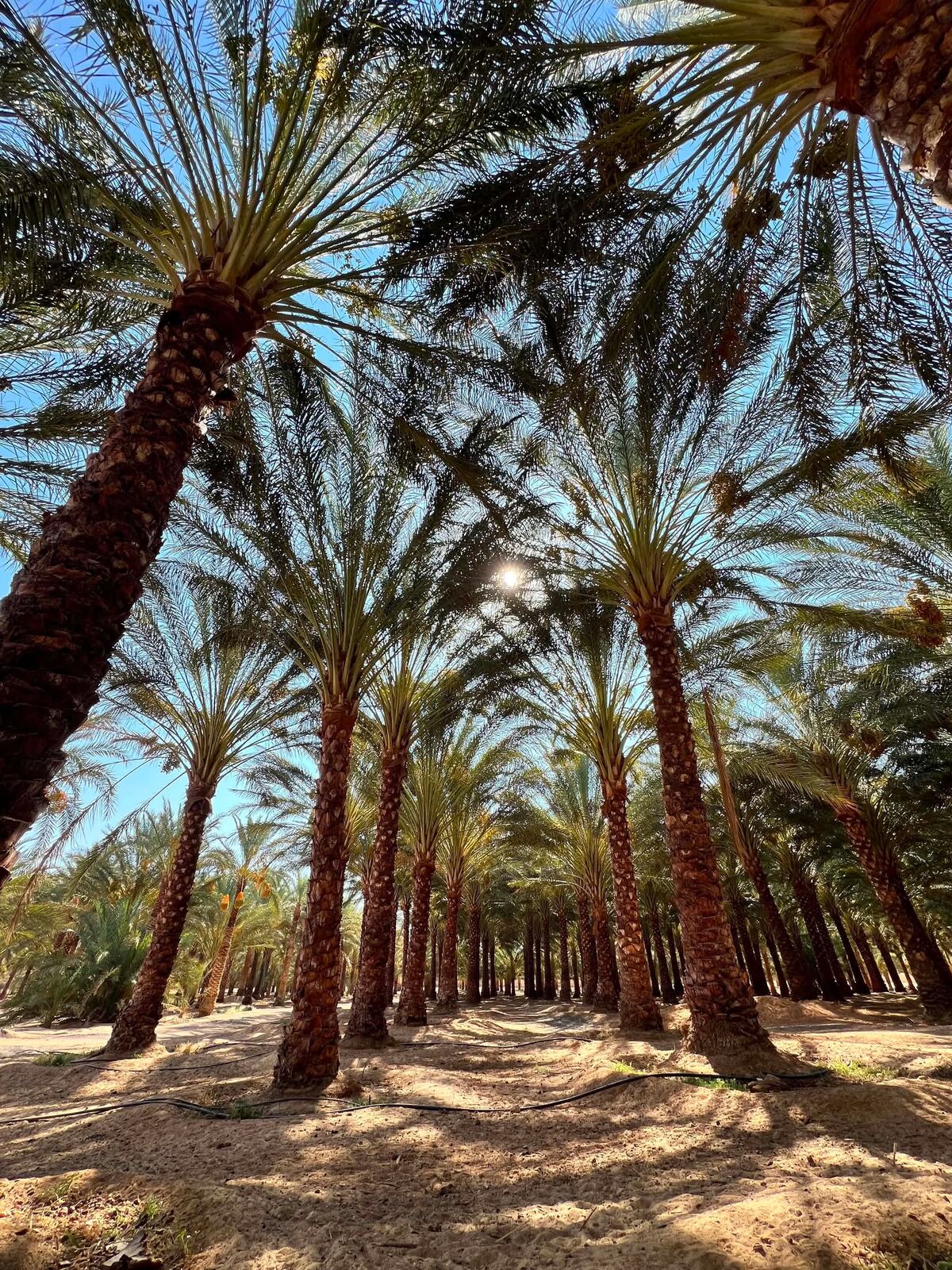 Close-up of a date palm trunk in our groves